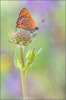 Blauschillernder Feuerfalter 07 (Lycaena helle)