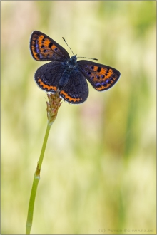 Blauschillernder Feuerfalter 06 (Lycaena helle)