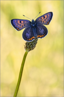 Blauschillernder Feuerfalter 05 (Lycaena helle)