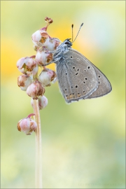 Lilagold-Feuerfalter 02 (Lycaena hippothoe)