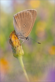 Lilagold-Feuerfalter 08 (Lycaena hippothoe)