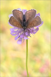 Lilagold-Feuerfalter 04 (Lycaena hippothoe)