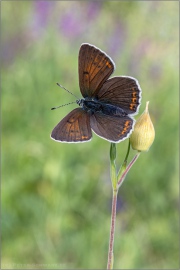 Lilagold-Feuerfalter 09 (Lycaena hippothoe)