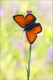 Lilagold-Feuerfalter 10 (Lycaena hippothoe)