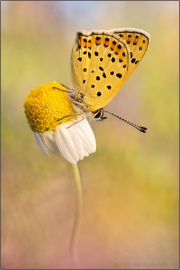 Brauner Feuerfalter (Lycaena tityrus) 16