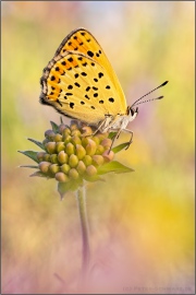 Brauner Feuerfalter (Lycaena tityrus) 11
