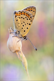 Brauner Feuerfalter (Lycaena tityrus) 19