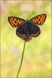 Brauner Feuerfalter (Lycaena tityrus) 18