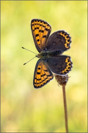 Brauner Feuerfalter (Lycaena tityrus) 13