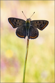 Brauner Feuerfalter (Lycaena tityrus) 17