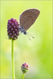 Dunkler Wiesenknopf-Ameisenbläuling (Phengaris nausithous) 03