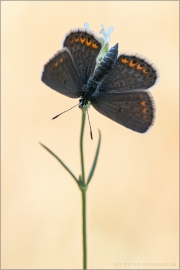 Argus-Bläuling (Plebejus argus) 03