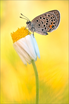 Hochmoor-Bläuling (Plebejus optilete) 02