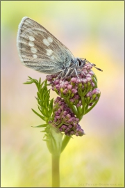 Heller Alpenbläuling (Plebejus orbitulus) 06