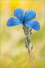 Himmelblauer Bläuling (Polyommatus bellargus) 04