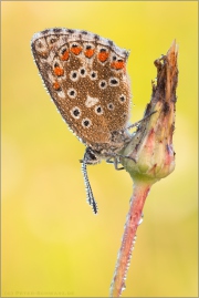 Himmelblauer Bläuling (Polyommatus bellargus) 05