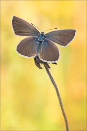 Weißdolch Bläuling (Polyommatus damon) 07