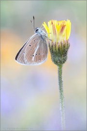 Weißdolch Bläuling (Polyommatus damon) 13