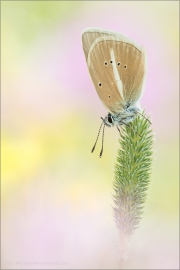 Weißdolch Bläuling (Polyommatus damon) 08