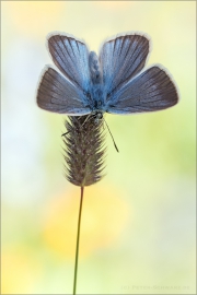 Weißdolch Bläuling (Polyommatus damon) 06