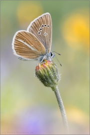 Weißdolch Bläuling (Polyommatus damon) 12