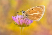 Weißdolch Bläuling (Polyommatus damon) 19