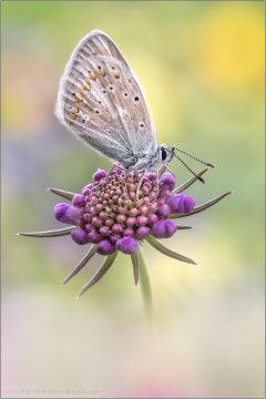 Wundklee-Bläuling 04 (Polyommatus dorylas)