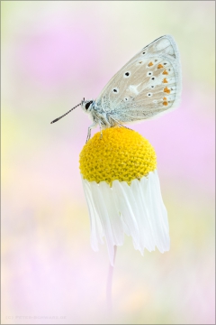 Wundklee-Bläuling 02 (Polyommatus dorylas)
