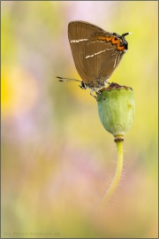 Ulmen-Zipfelfalter (Satyrium w-album) 11