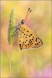 Brauner Feuerfalter (Lycaena tityrus) 15