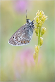 Storchschnabel-Bläuling (Eumedonia eumedon) 04