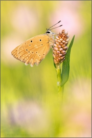 Zahnflügel-Bläuling (Polyommatus daphnis) 18