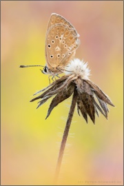 Zahnflügel-Bläuling (Polyommatus daphnis) 19
