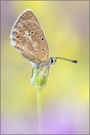 Zahnflügel-Bläuling (Polyommatus daphnis) 20