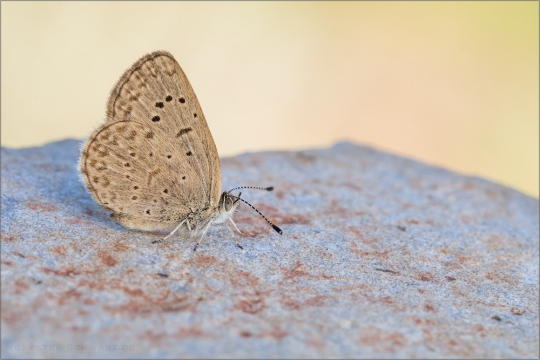 African Grass Blue (Zizeeria knysna) 01
