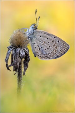 African Grass Blue (Zizeeria knysna) 09