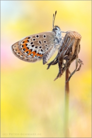 Argus-Bläuling (Plebejus argus) 02