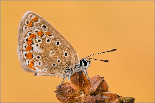 Hauhechel-Bläuling 01 (Polyommatus icarus)