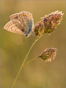 Hauhechel-Bläuling 03 (Polyommatus icarus)