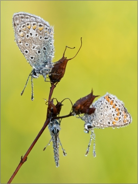 Hauhechel-Bläuling 04 (Polyommatus icarus)
