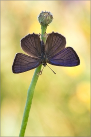 Blauer-Eichenzipfelfalter (Favonius quercus) 05