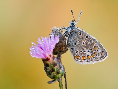 Hauhechel-Bläuling 06 (Polyommatus icarus)