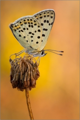 Brauner Feuerfalter (Lycaena tityrus) 03