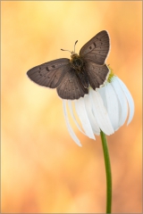 Brauner Feuerfalter (Lycaena tityrus) 04