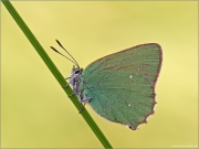 Grüner Zipfelfalter 01 (Callophrys rubi)
