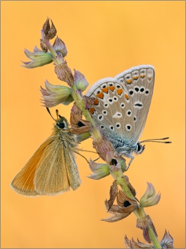 Hauhechel-Bläuling 07 (Polyommatus icarus)