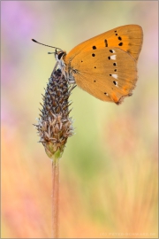 Dukatenfalter (Lycaena virgaureae) 06