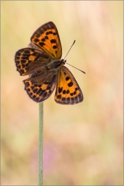 Dukatenfalter 04 (Lycaena virgaureae)