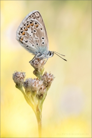 Escher-Bläuling 04 (Polyommatus escheri)