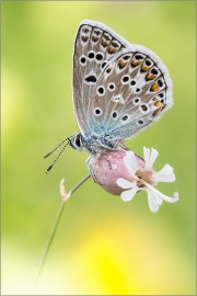 Escher-Bläuling 01 (Polyommatus escheri)